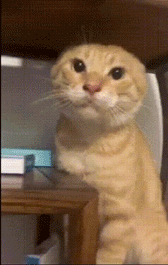 【教程】【施工中】宝可梦战斗系统研究记录